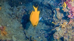 Chromis analis
