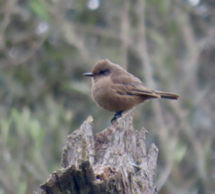Pyrocephalus rubinus obscurus
