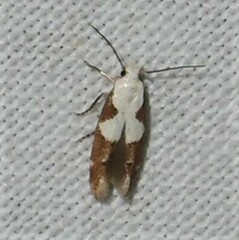 Mompha circumscriptella