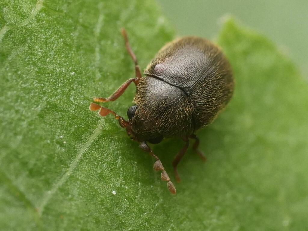 Dorcatoma flavicornis