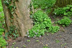 Corydalis solida