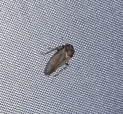 Iassus lanio