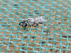 Vestitohalictus