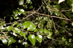 Gymnosporia harveyana