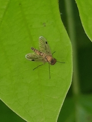 Chrysopilus modestus