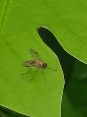 Chrysopilus modestus