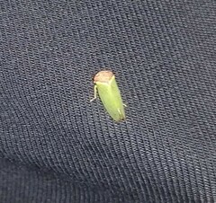Iassus lanio