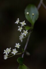 Gymnosporia harveyana