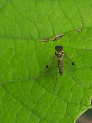 Chrysopilus modestus