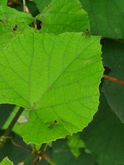 Chrysopilus modestus