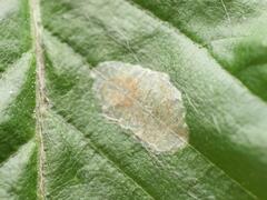 Phyllonorycter esperella