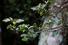 Gymnosporia harveyana