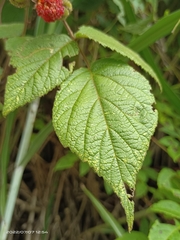 Rubus parviaraliifolius
