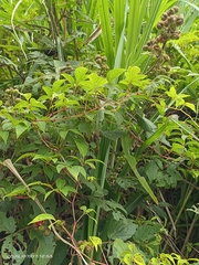 Rubus parviaraliifolius