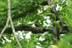 Troglodytes troglodytes hyrcanus