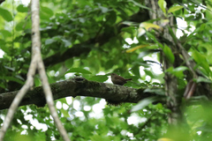 Troglodytes troglodytes hyrcanus