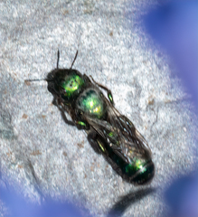 Hoplitis fulgida