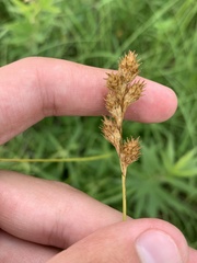 Carex bicknellii