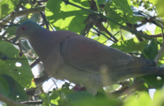 Patagioenas cayennensis