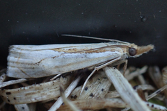 Crambus saltuellus