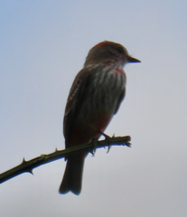 Pyrocephalus rubinus