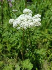 Galium rubioides