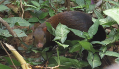 Dasyprocta variegata