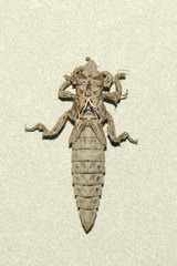 Stylurus scudderi