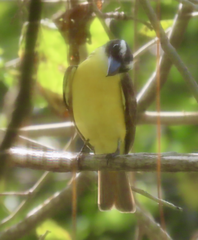 Megarynchus pitangua