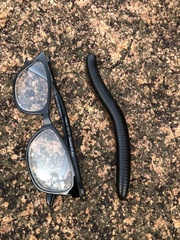 Archispirostreptus gigas