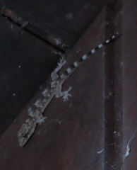 Hemidactylus mabouia