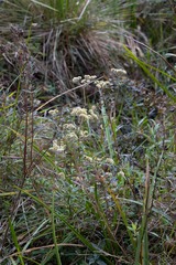 Helichrysum natalitium