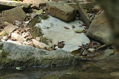 Troglodytes troglodytes hyrcanus