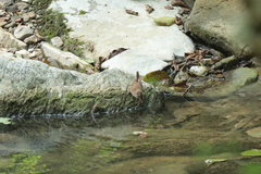 Troglodytes troglodytes hyrcanus