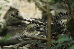 Troglodytes troglodytes hyrcanus