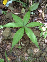 Arisaema consanguineum
