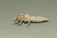 Stylurus scudderi