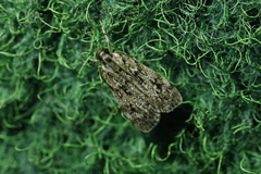 Trachonitis cristella