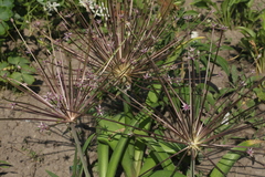 Allium schubertii