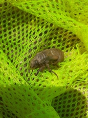 Lyristes plebejus