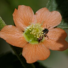 Macroteropsis