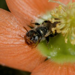 Macroteropsis
