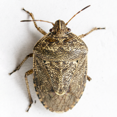 Hymenarcys nervosa