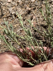 Penstemon linarioides