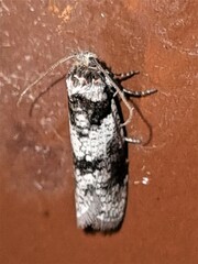 Lepidoscia heliochares