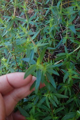 Carpacoce spermacocea