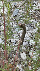 Hyles vespertilio