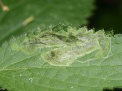 Amauromyza morionella