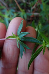 Carpacoce spermacocea