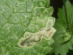 Amauromyza morionella